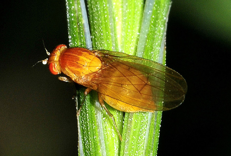 femmina di Lauxanidae